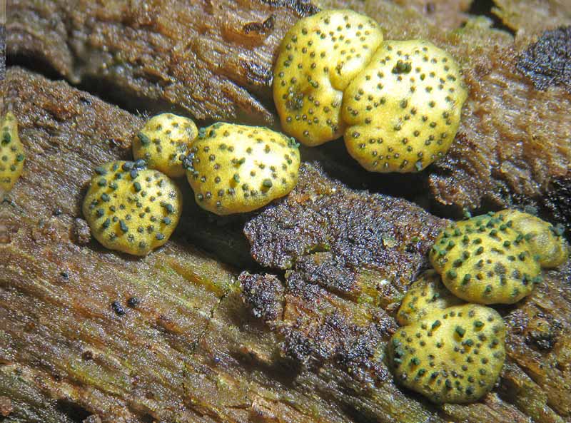 Creopus gelatinosus